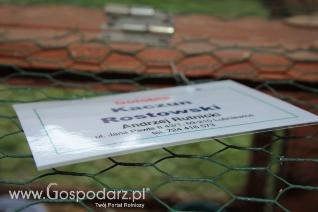 Gołębie Kaczun Rostowski