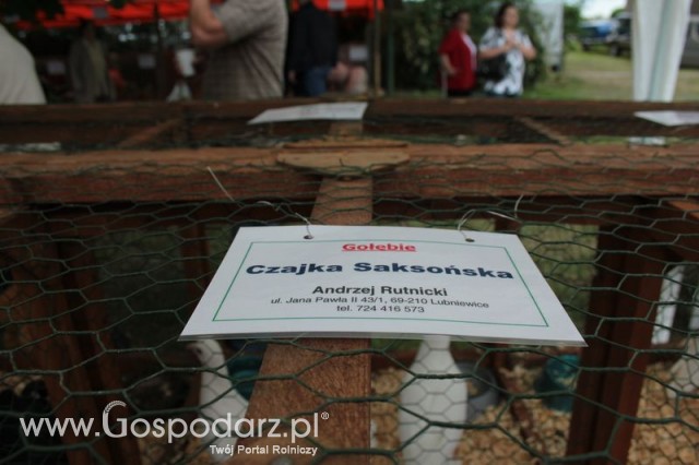 Gołębie Czajka Saksońska