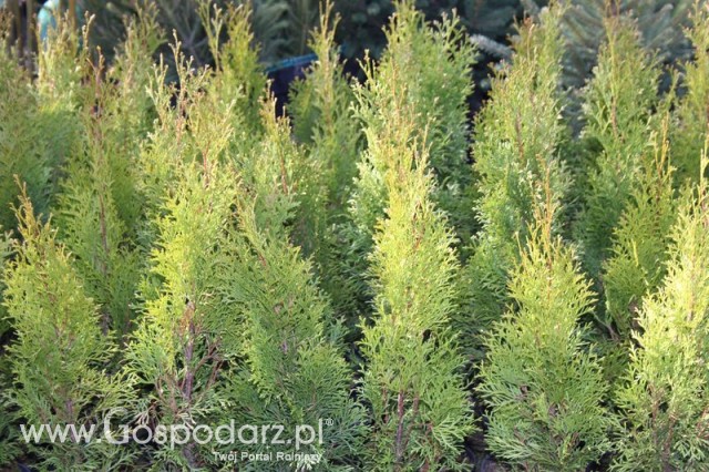 Foto reportaż z Targów Rolno-Ogrodnicze AGROMARSZ Marszew 2011