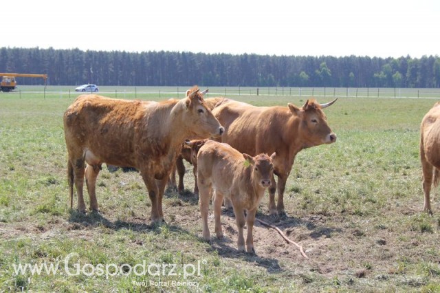 Wypas bydła zdjęcie nr 6