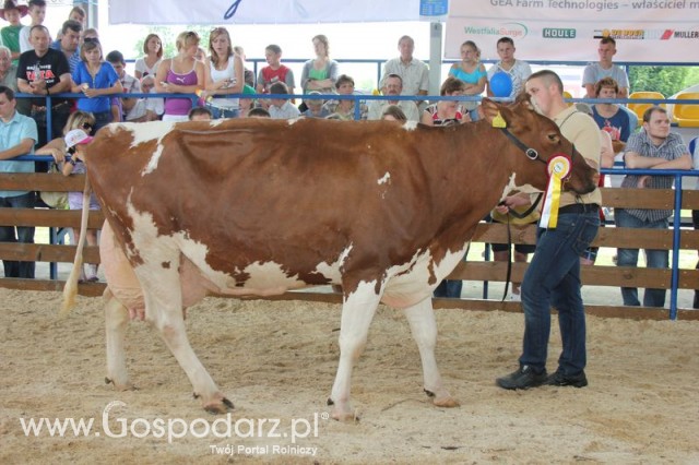 Bydło - Szepietowo 2012 XIX Regionalna Wystawa Zwierząt Hodowlanych - 132