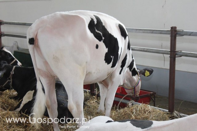 VII Ogólnopolska Wystawa Bydła Hodowlanego - 152