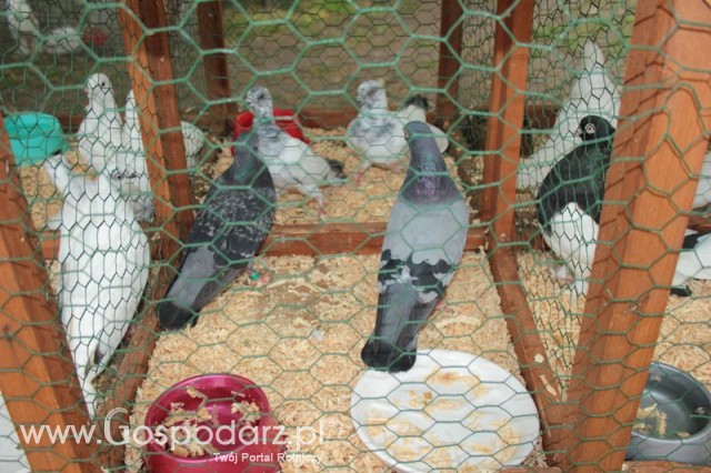 Gołębie Staluch Rumuński