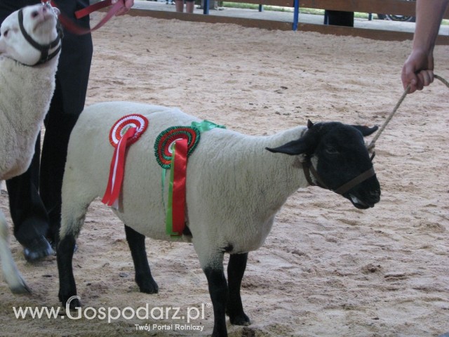 Owce - Szepietowo 2012 XIX Regionalna Wystawa Zwierząt Hodowlanych - 37