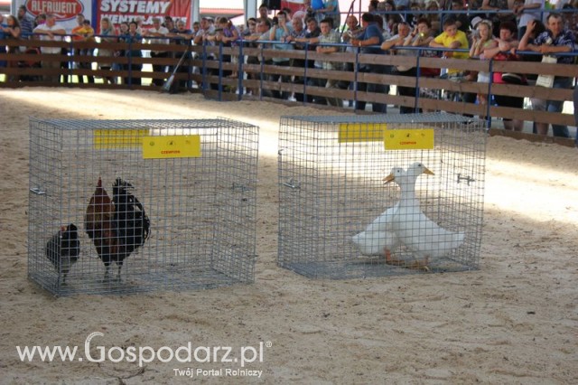 Nagrody - Szepietowo 2012 XIX Regionalna Wystawa Zwierząt Hodowlanych - 50