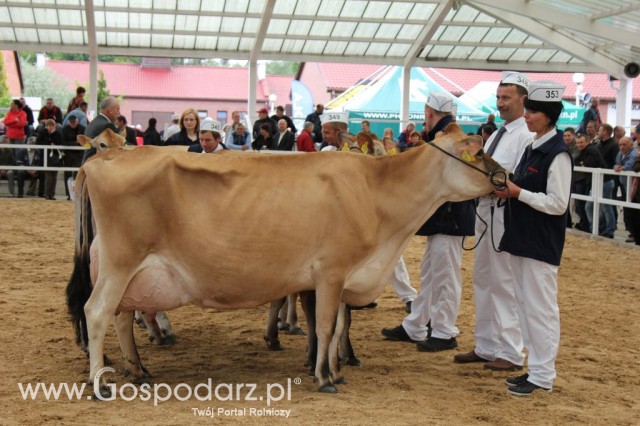 VII Ogólnopolska Wystawa Bydła Hodowlanego - 120
