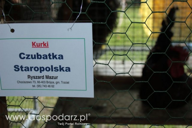 Czubatka Staropolska