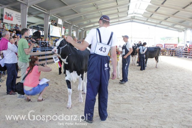 Bydło - Szepietowo 2012 XIX Regionalna Wystawa Zwierząt Hodowlanych - 78