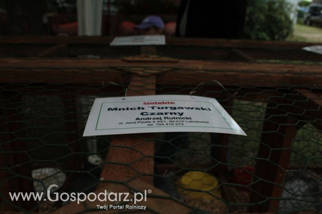 Gołębie Mnich Turgawski Czarny