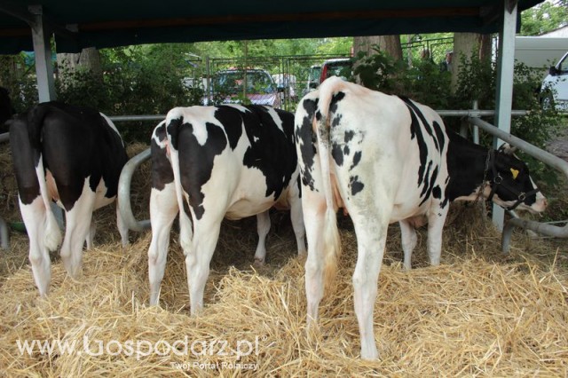 Wystawa Bydła Mlecznego