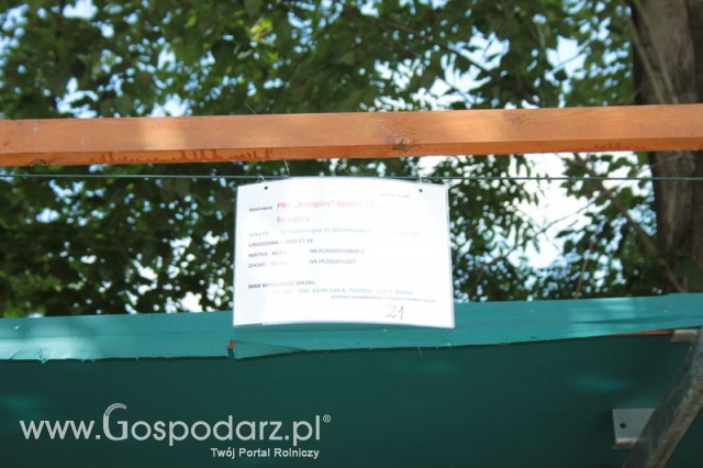 Wystawa Bydła Mlecznego