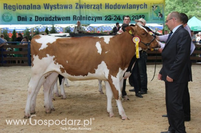 Bydło - Szepietowo 2012 XIX Regionalna Wystawa Zwierząt Hodowlanych - 127