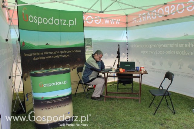 Pierwsze dni indyka w Koźminku