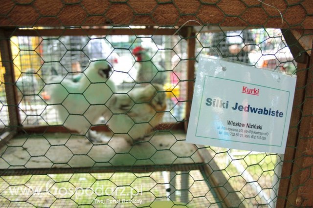 Kurki Silki Jedwabiste