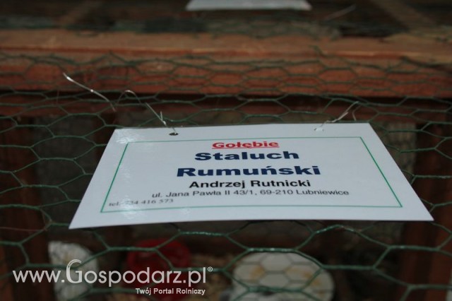 Gołębie Staluch Rumuński