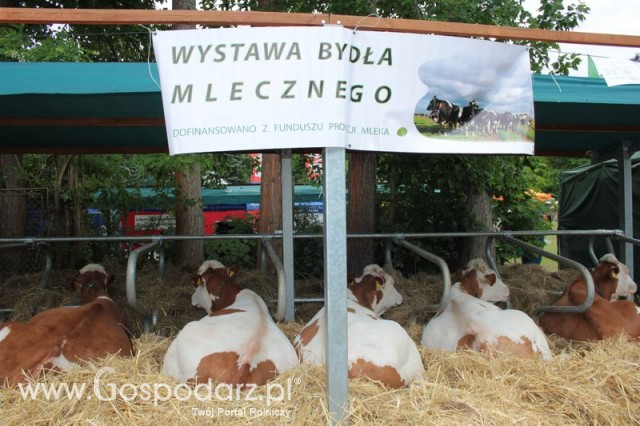 Wystawa Bydła Mlecznego