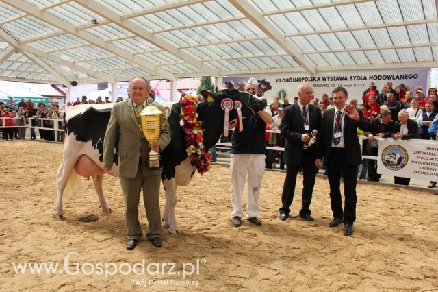 VII Ogólnopolska Wystawa Bydła Hodowlanego - 21