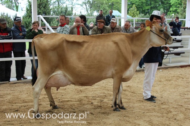 VII Ogólnopolska Wystawa Bydła Hodowlanego - 123