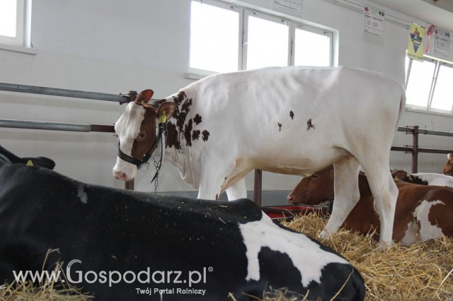 VII Ogólnopolska Wystawa Bydła Hodowlanego - 154
