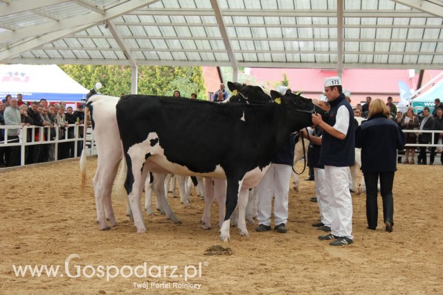 VII Ogólnopolska Wystawa Bydła Hodowlanego - 57