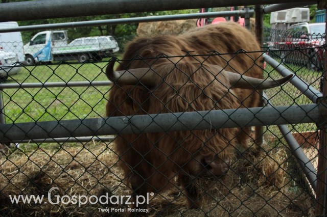 Bydło mięsne rasy Highland