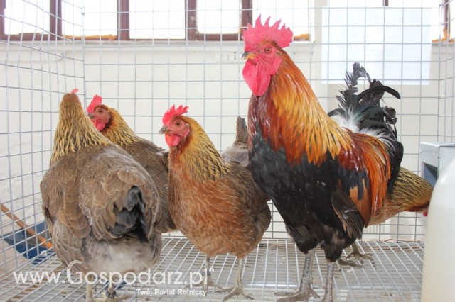 Drób - Szepietowo 2012 XIX Regionalna Wystawa Zwierząt Hodowlanych - 42