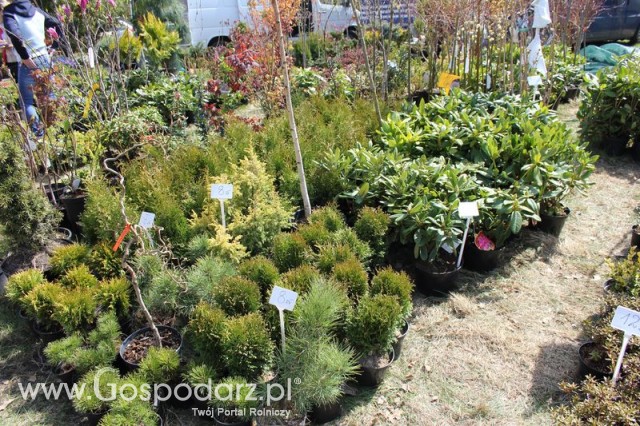 Fotoreportaż z XX Agro-Targów 2011 w Starej Łubiance