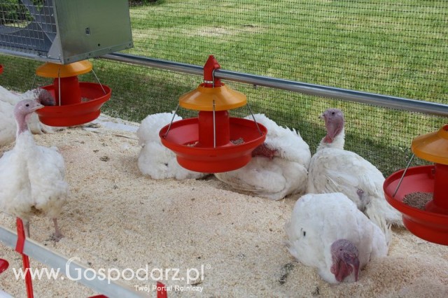 Pierwsze dni indyka w Koźminku