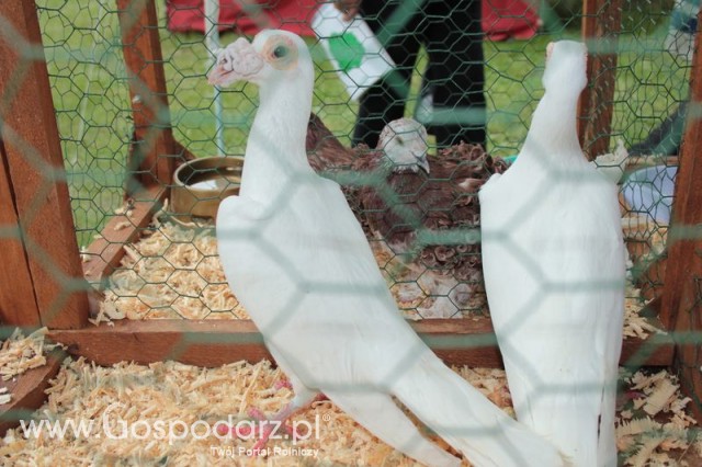 Gołębie Kariery Białe