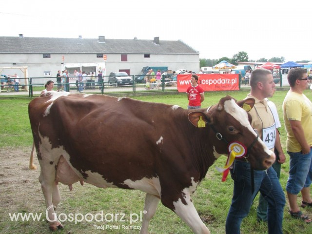 Bydło - Szepietowo 2012 XIX Regionalna Wystawa Zwierząt Hodowlanych - 51