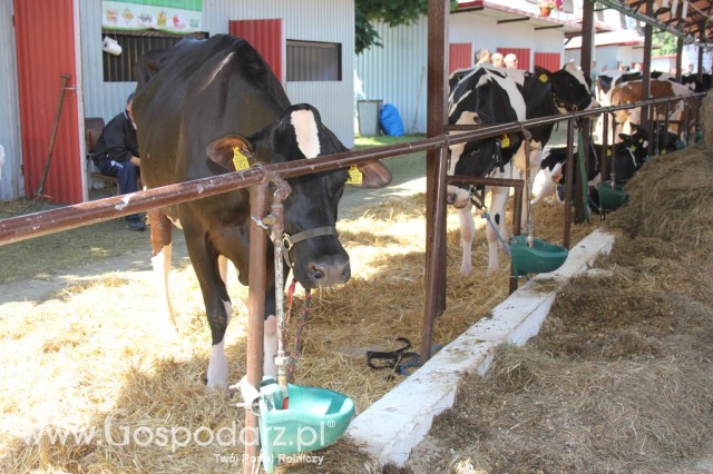 Bydło - Szepietowo 2012 XIX Regionalna Wystawa Zwierząt Hodowlanych - 3
