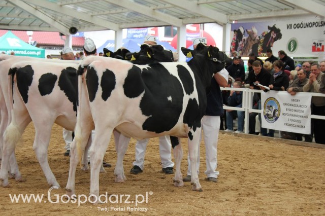 VII Ogólnopolska Wystawa Bydła Hodowlanego - 40