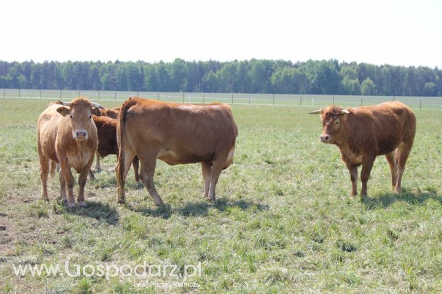 Wypas bydła zdjęcie nr 7