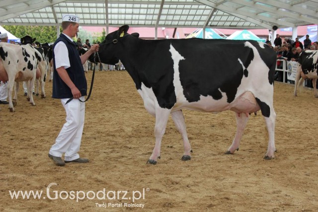 VII Ogólnopolska Wystawa Bydła Hodowlanego - 66