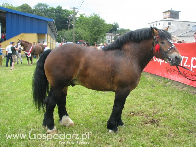 Konie - Szepietowo 2012 XIX Regionalna Wystawa Zwierząt Hodowlanych - 17