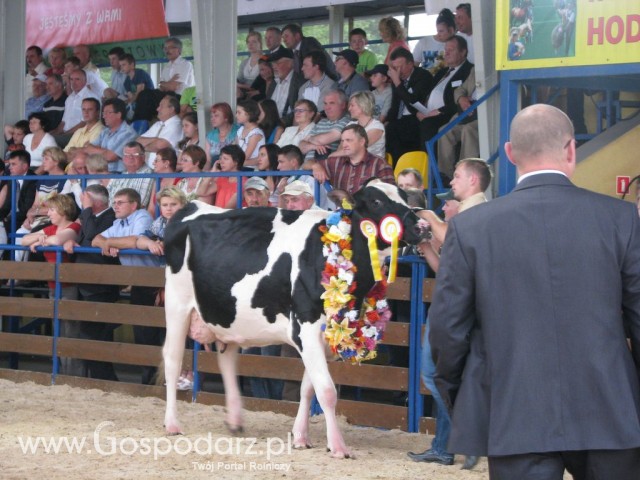 Bydło - Szepietowo 2012 XIX Regionalna Wystawa Zwierząt Hodowlanych - 47