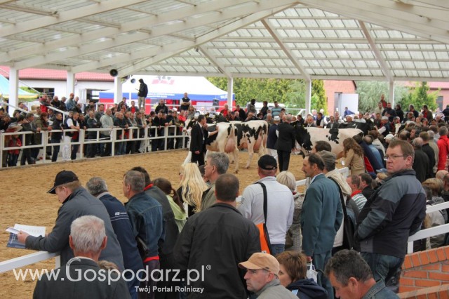 VII Ogólnopolska Wystawa Bydła Hodowlanego - 68