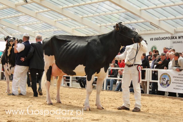 VII Ogólnopolska Wystawa Bydła Hodowlanego - 137