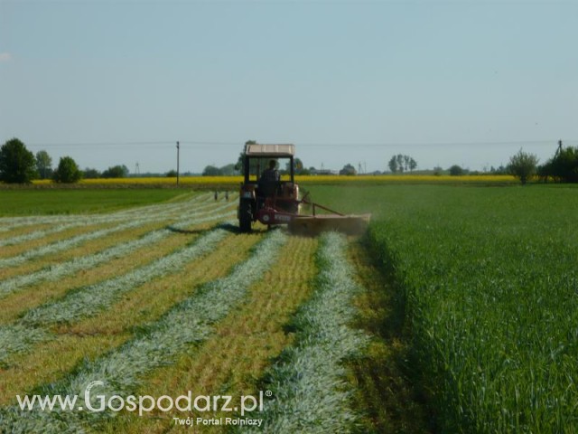 Akcjia Żyto 2011 z MrZgredy;)