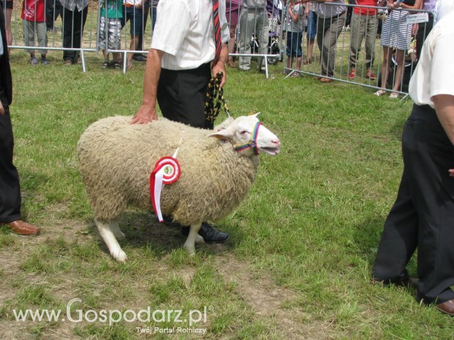 Owce - Szepietowo 2012 XIX Regionalna Wystawa Zwierząt Hodowlanych - 13