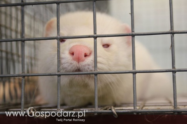 IZOO Balice dzień drugi  - 62