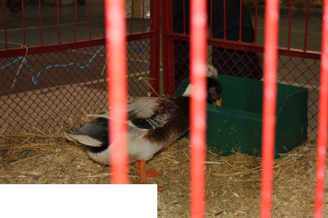 Foto reportaż z Międzynarodowych Targów Hodowli Zwierząt FARMA