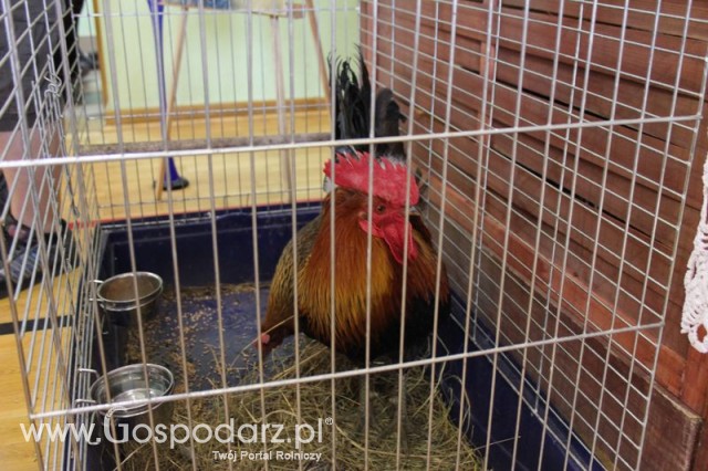 Fotoreportaż z XIV Spotkań Tradycji Wielkanocnych Ziemi Kłodzkiej