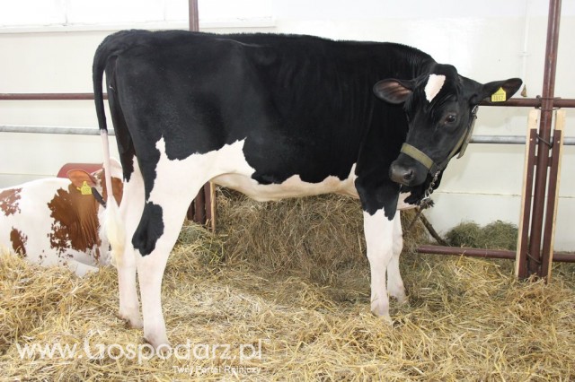 VII Ogólnopolska Wystawa Bydła Hodowlanego - 79