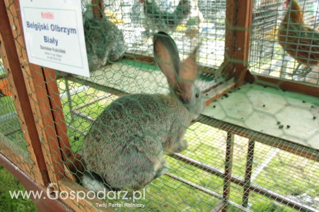 Królik Belgijski Olbrzym Szary