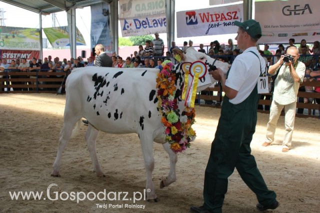 Bydło - Szepietowo 2012 XIX Regionalna Wystawa Zwierząt Hodowlanych - 111