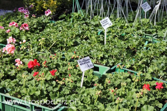 Fotoreportaż z XX Agro-Targów 2011 w Starej Łubiance