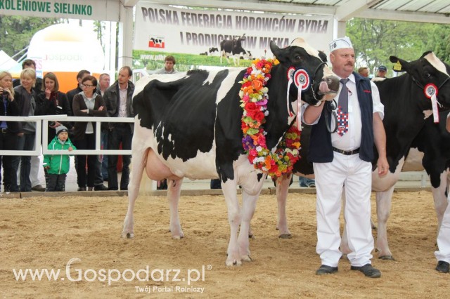 Prezentacja Championów na VII Ogólnopolskiej Wystawie Bydła Hodowlanego w Sielinku 2012 - 12