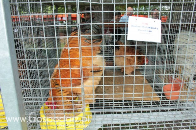 Kurki Brahma Kolumbijska Czerwona