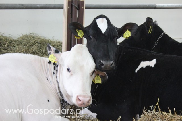 VII Ogólnopolska Wystawa Bydła Hodowlanego - 72